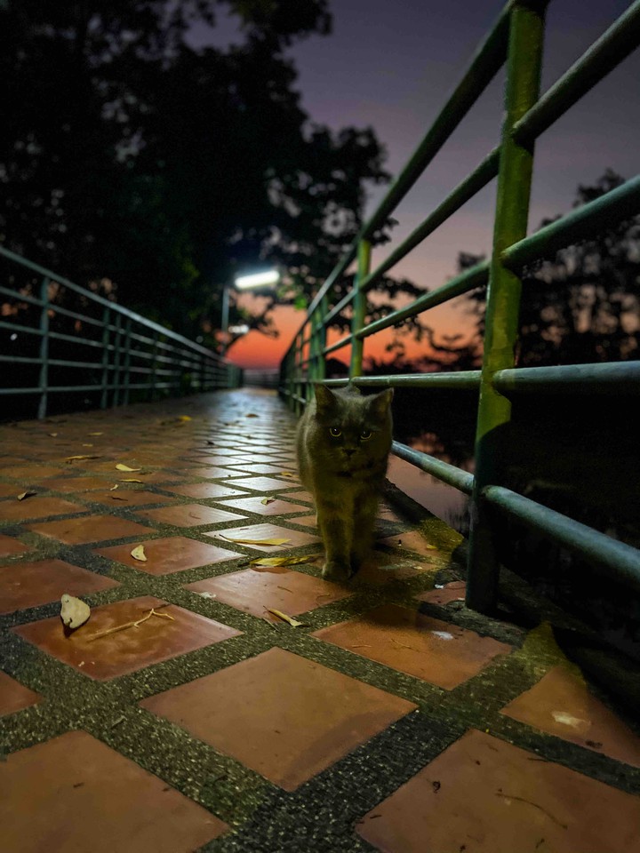 cat walking at dawn