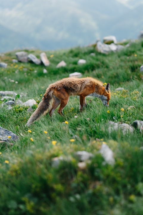 photography, Fawn wallpapers