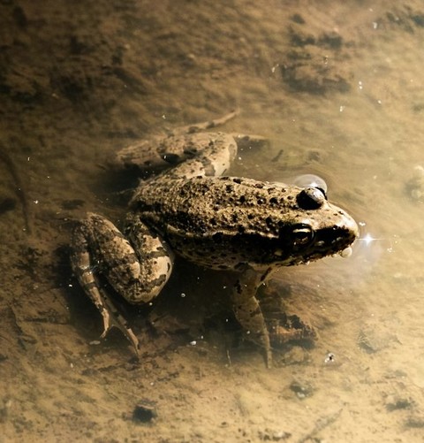 обои amphibians, eleuths