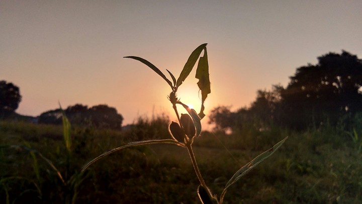 Nature