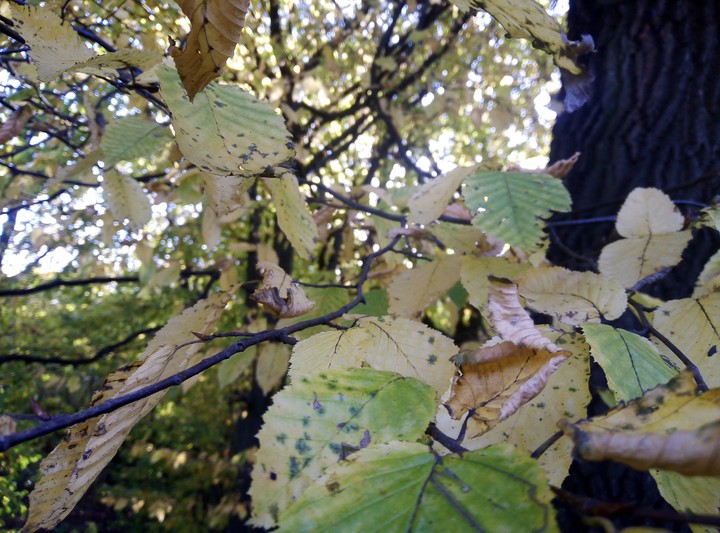 autumn