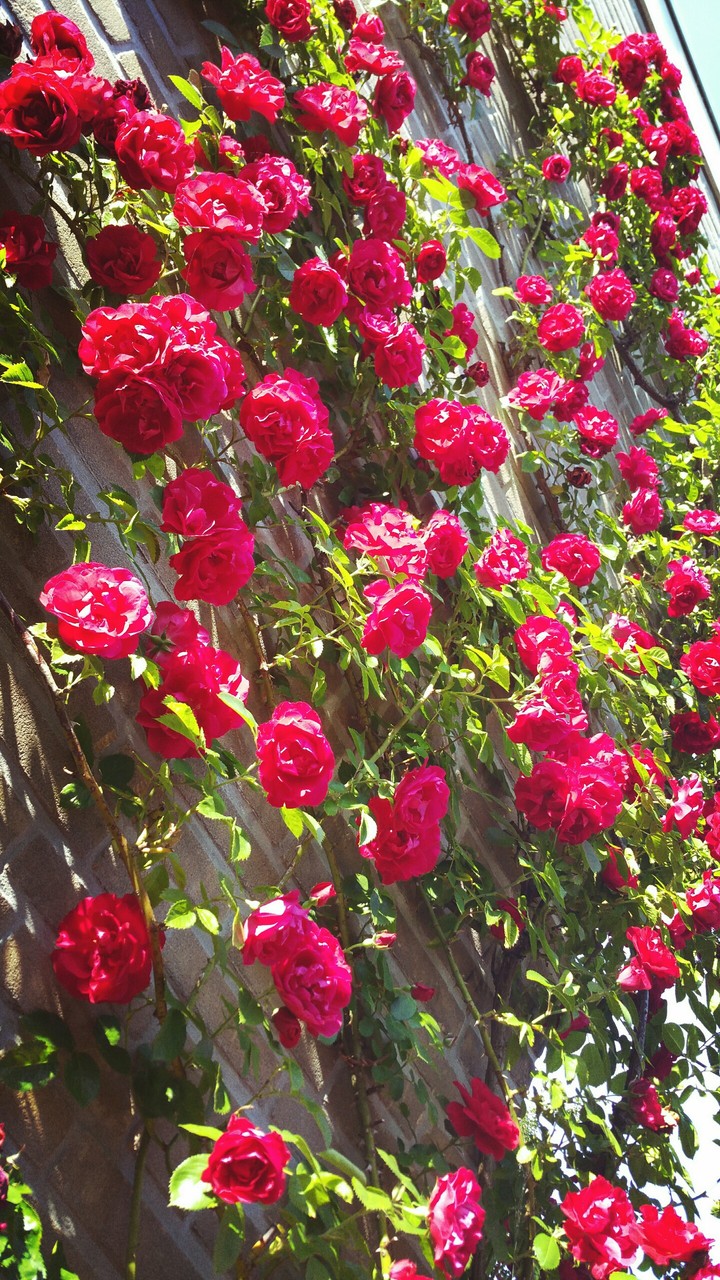Roses