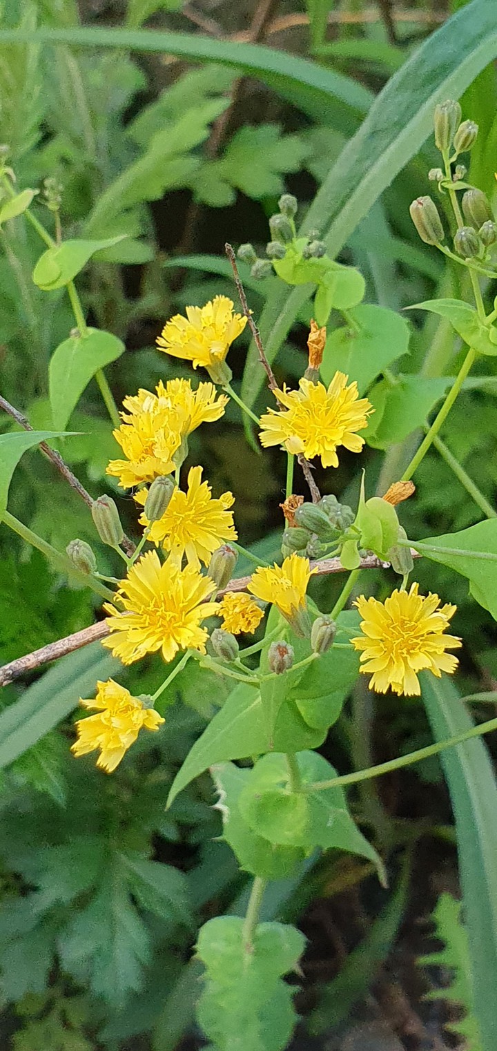 wild flowers
