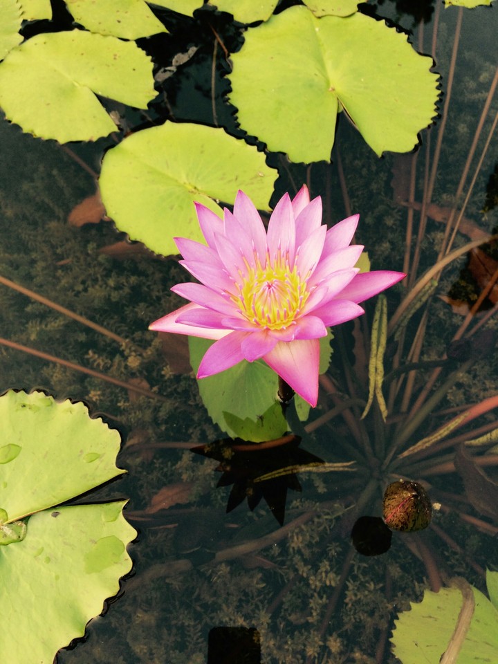 Botanical Garden, Bhubaneshwar,Odisha(INDIA)