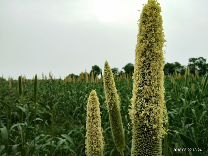 bajra