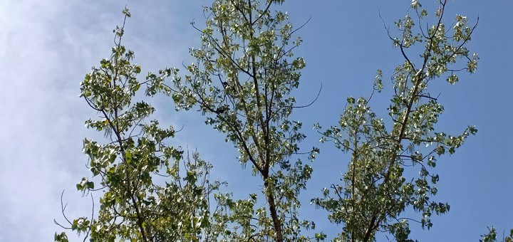 Happy TREE