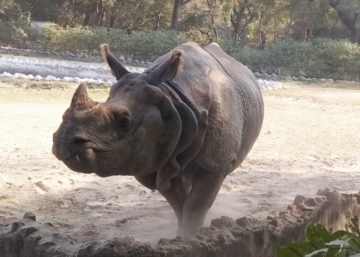 rhino