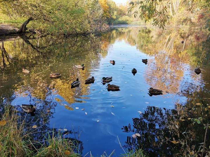 уточки
