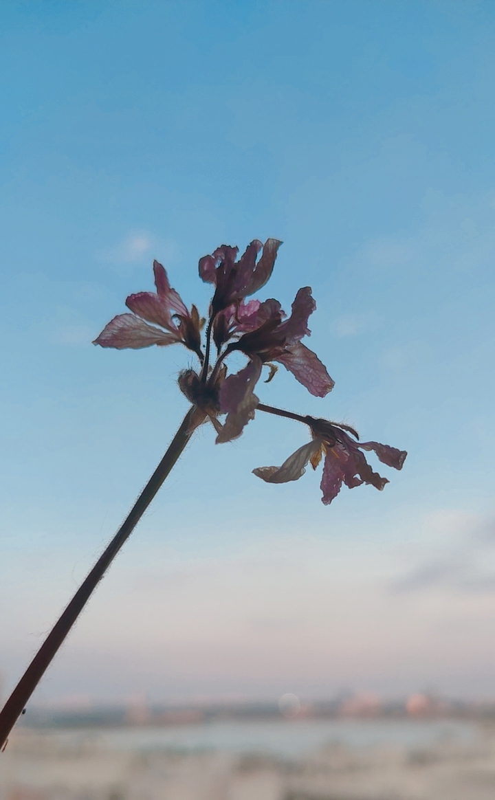last flower