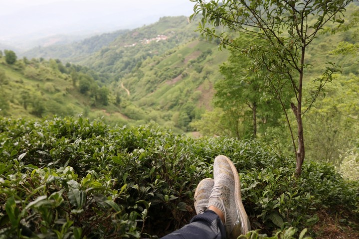 my royal view