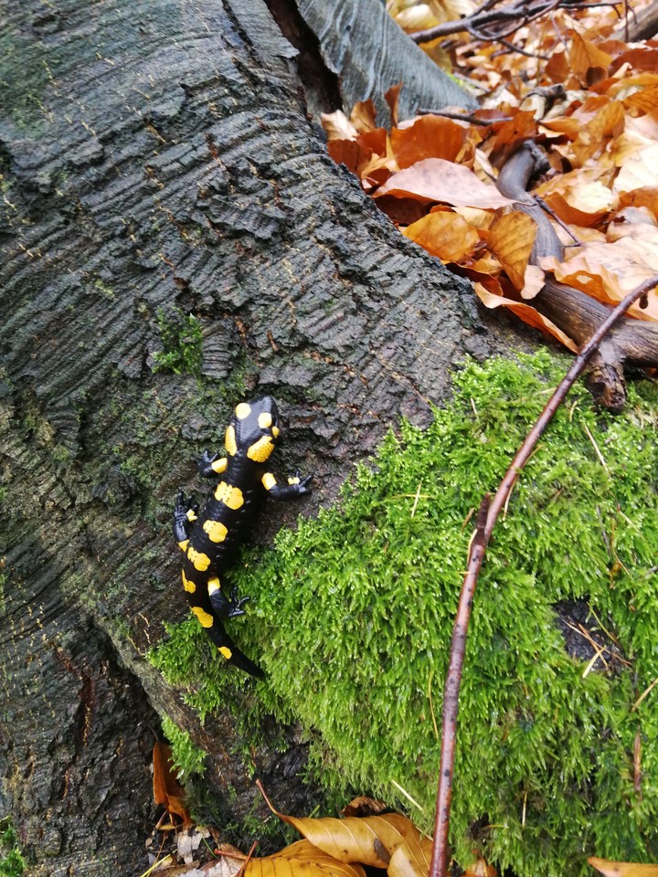 jaszczurka :)
