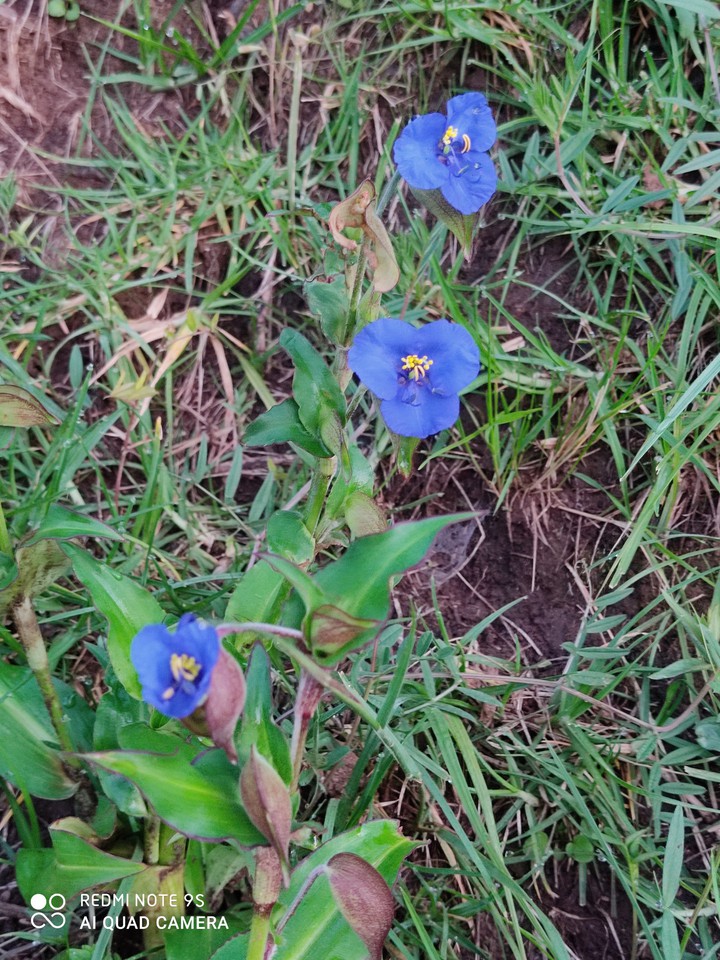 azul