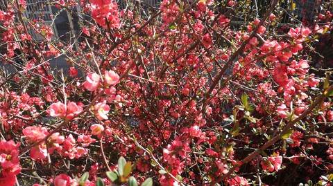 Spring is coming