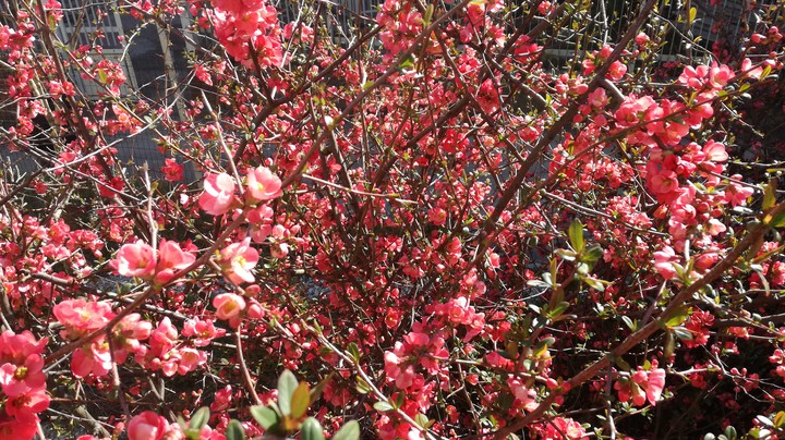 Spring is coming