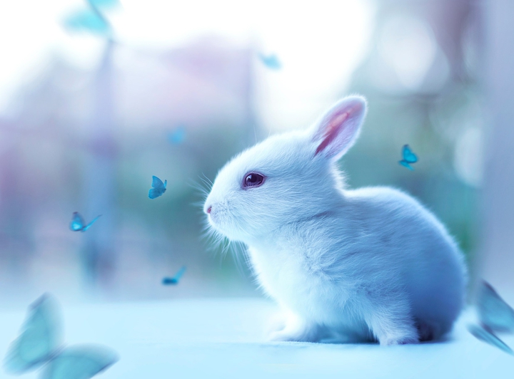bunny