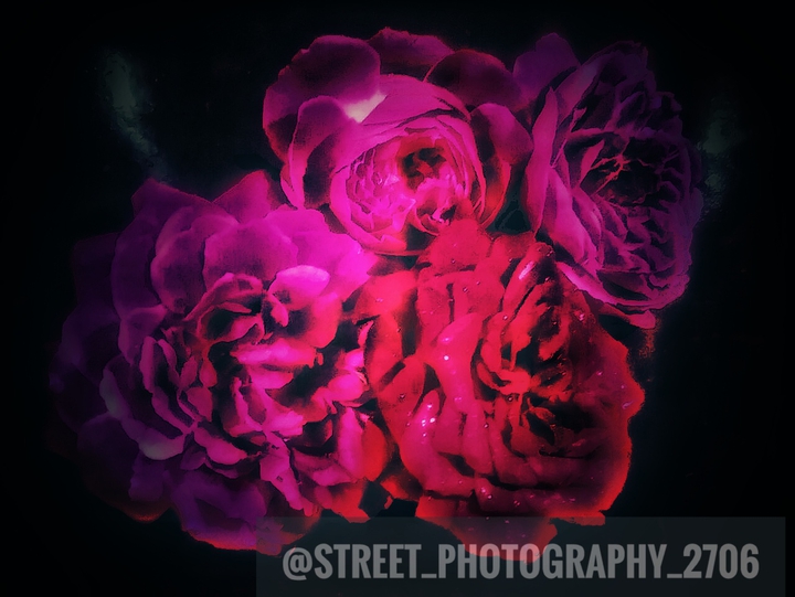 roses ❤