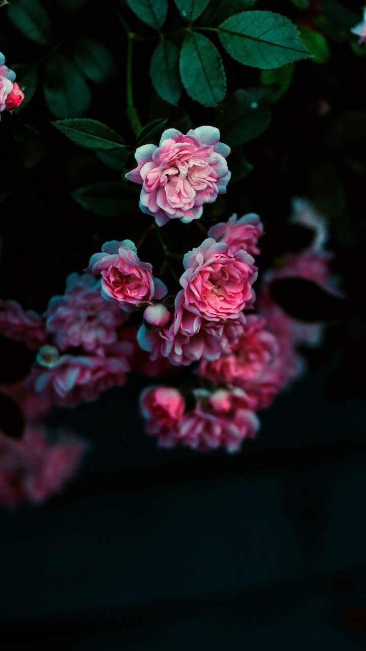 flovers