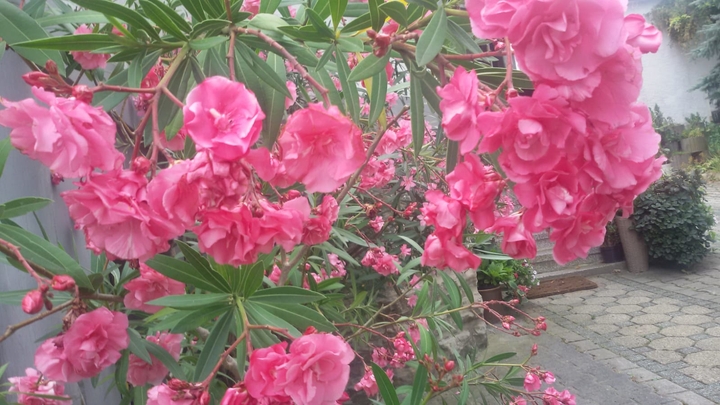Oleanderblüte