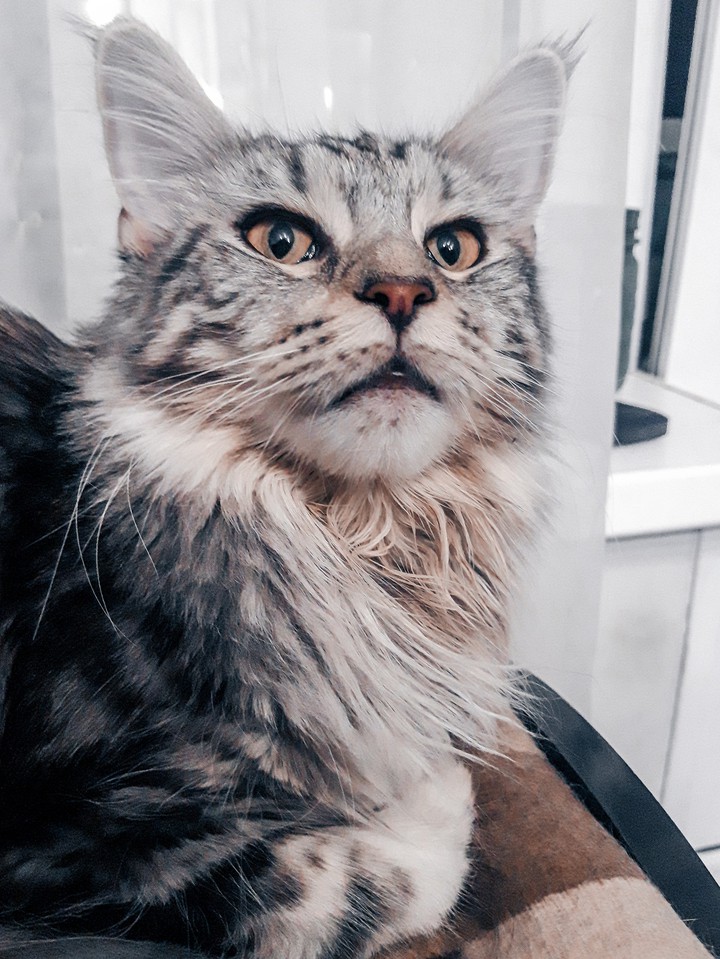 Maine Coon Cat