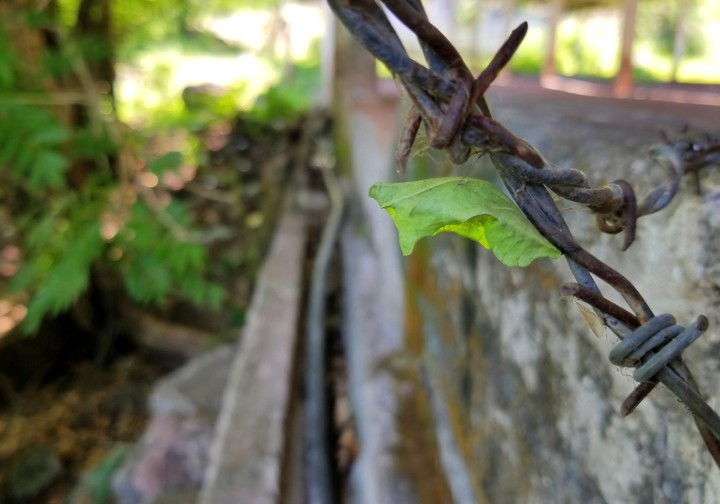 CAPULLO VERDE, SAN LORENZO, GRO