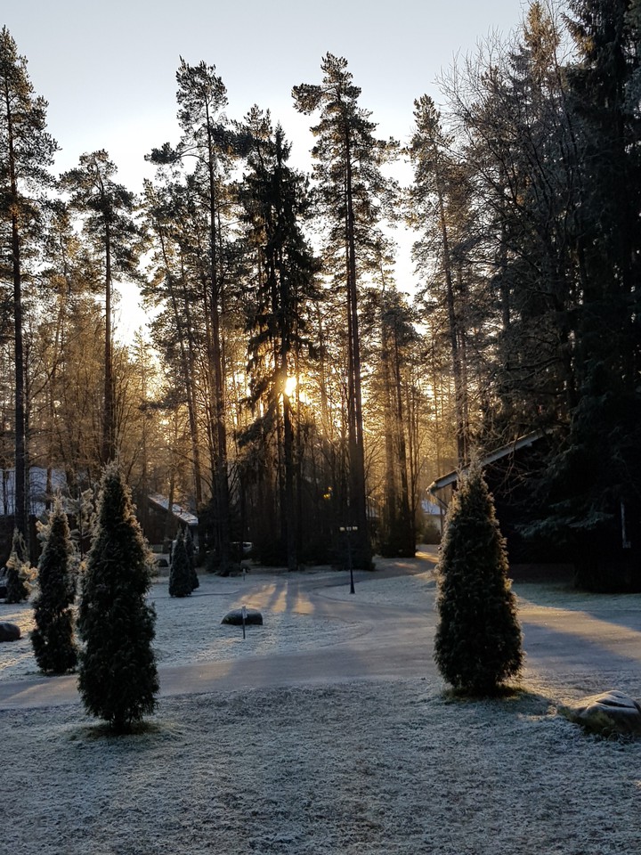winter sun forest