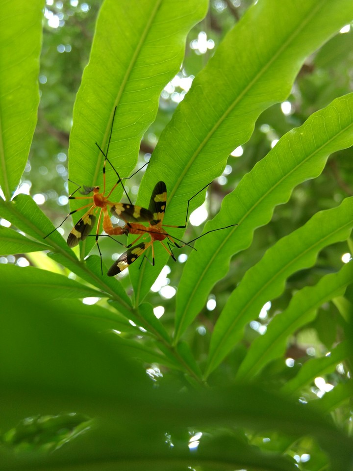 Insects Mating !