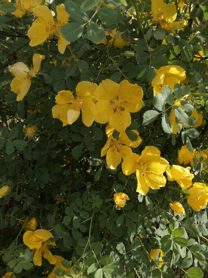 Yellow beauty