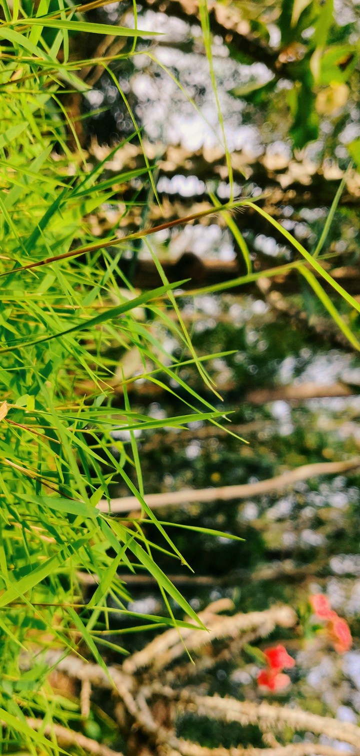 The Vibrant grass