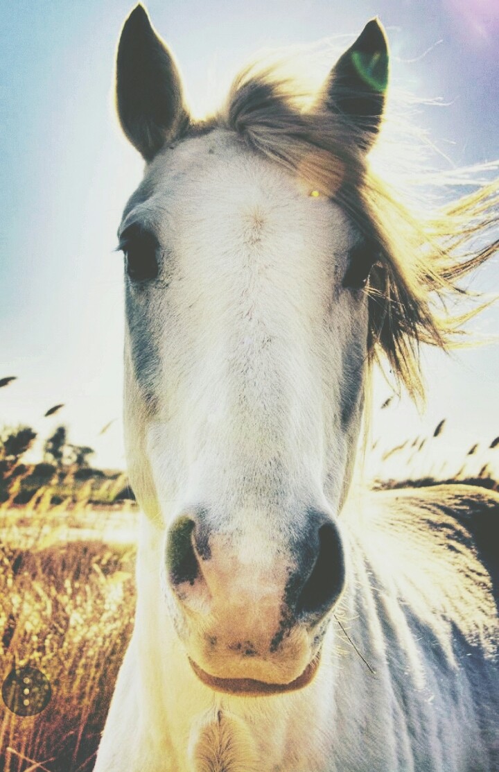 Carmauge Horse