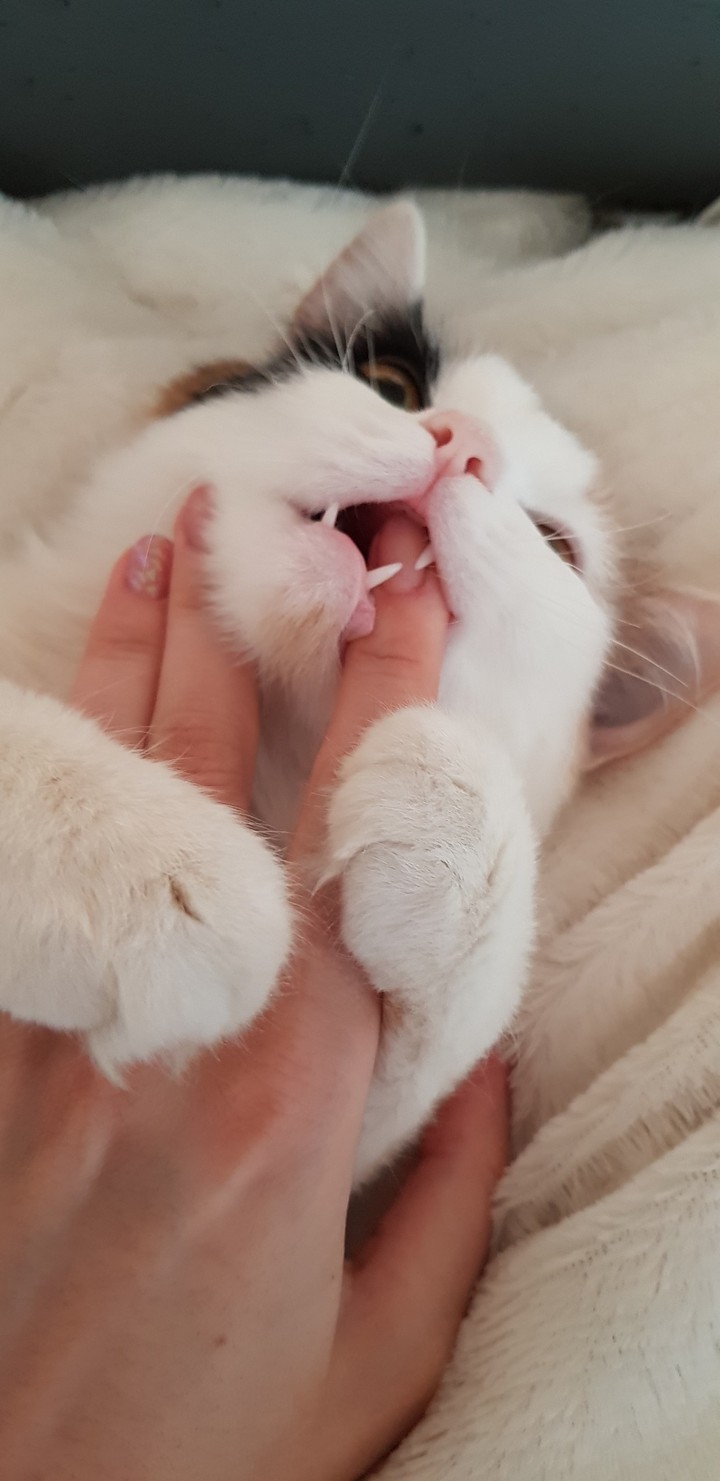 cat