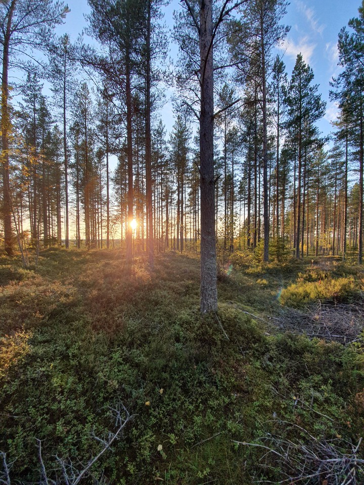 Forest