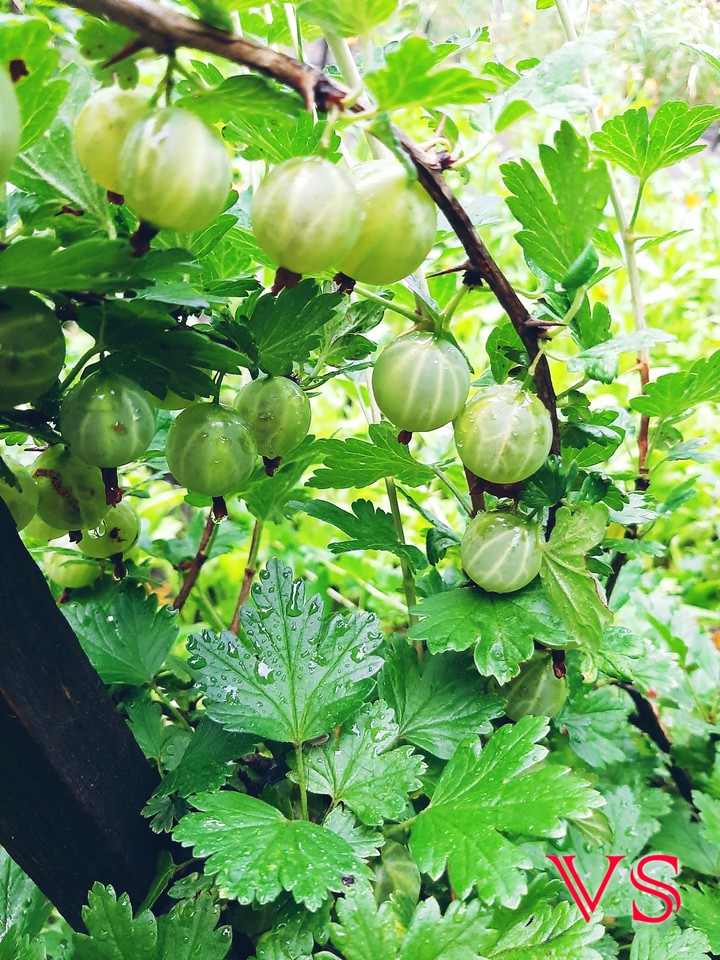 berries