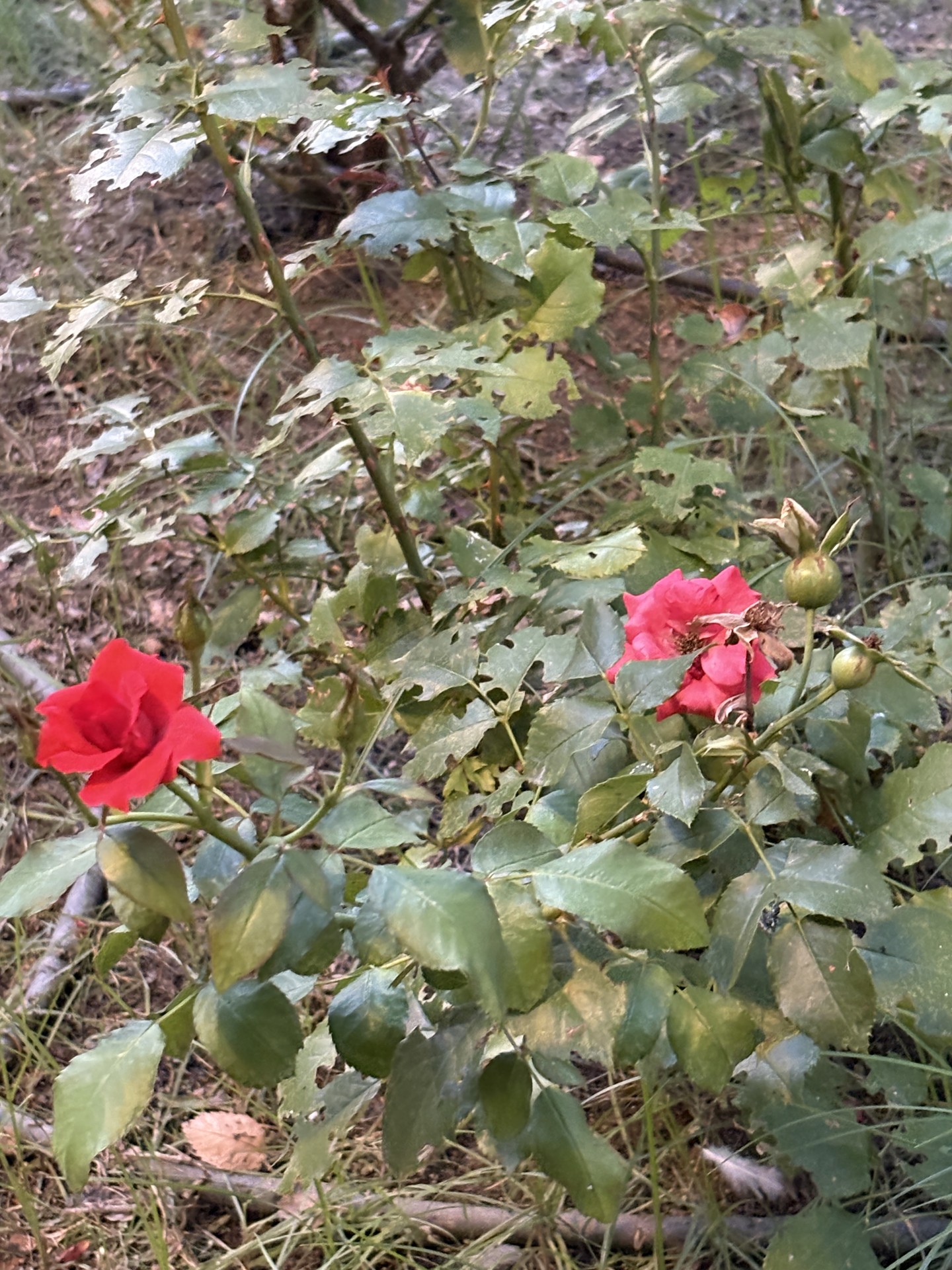 rose, petal Hintergrundbilder
