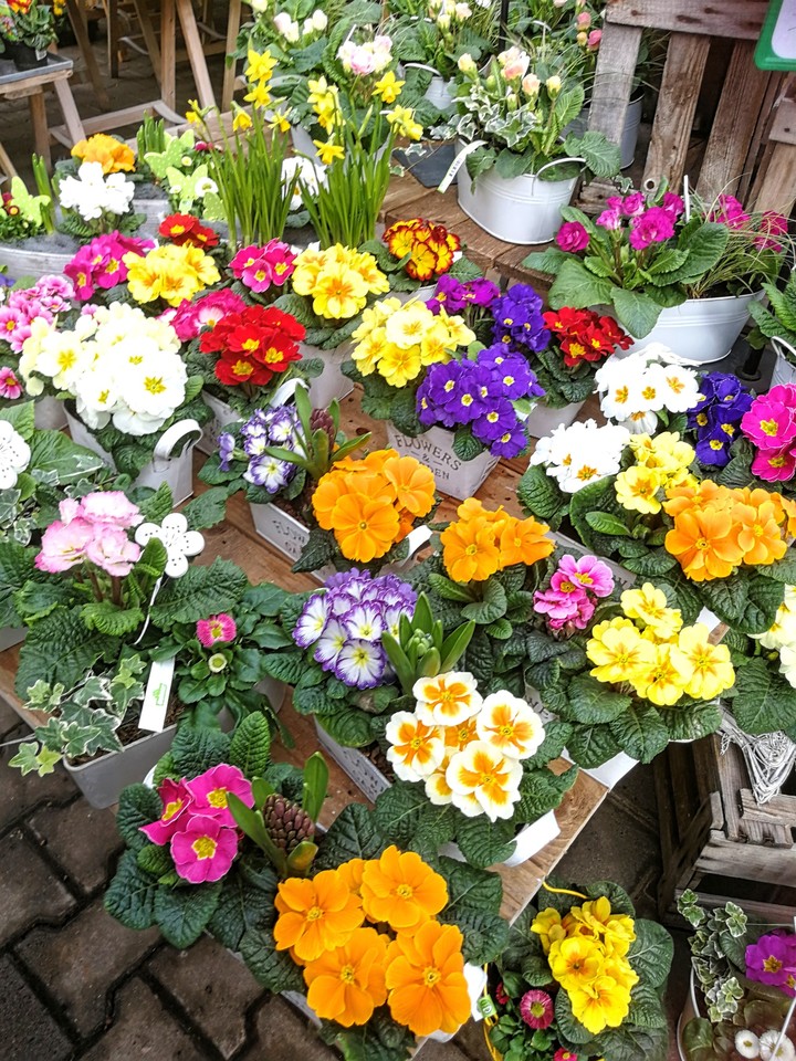 Blumen aus dem Markt