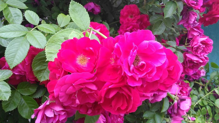 Bunch of roses