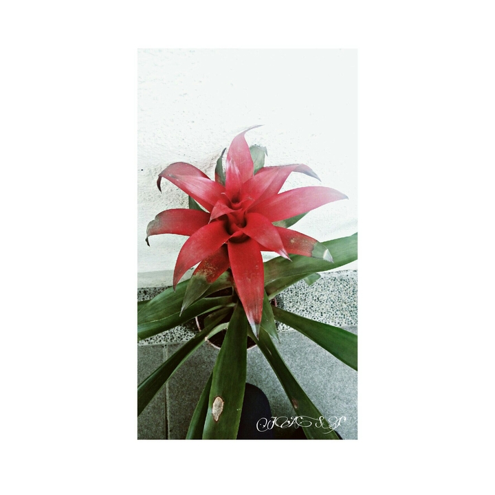 Once It Blooms