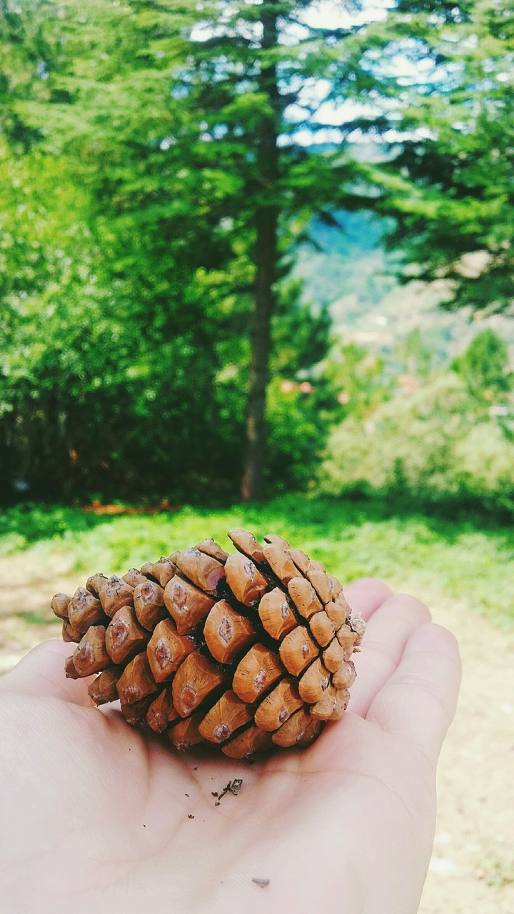 Pazar Gezmesi