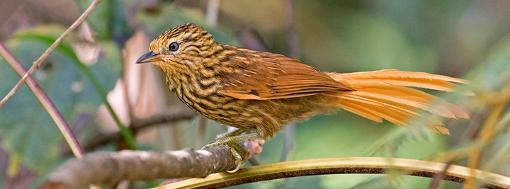 A. Bird