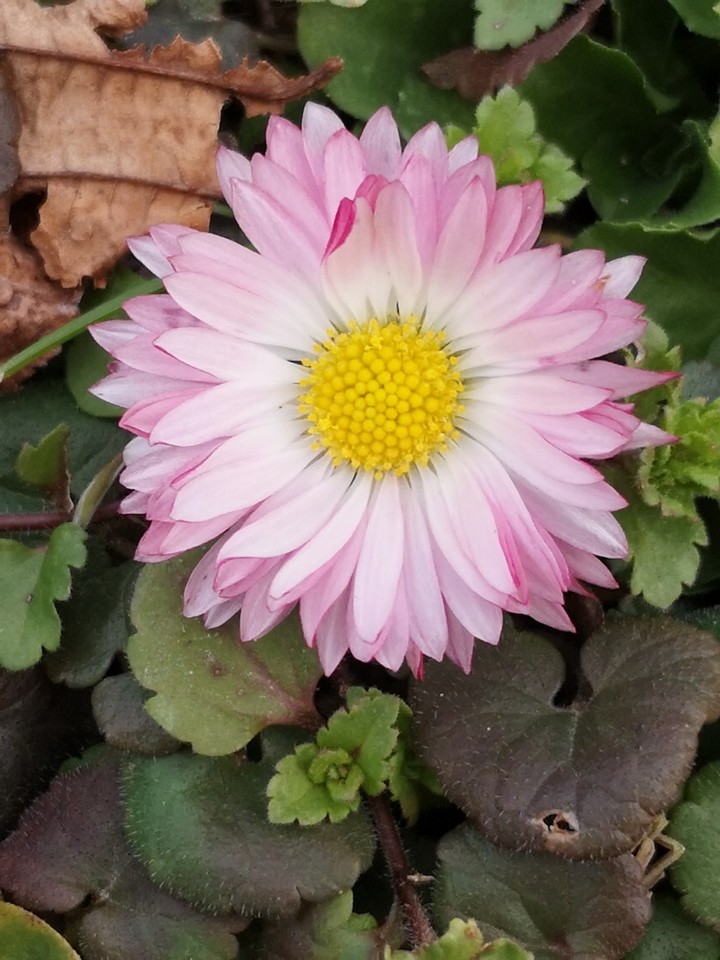 Gänseblümchen, Perenis Bellis
