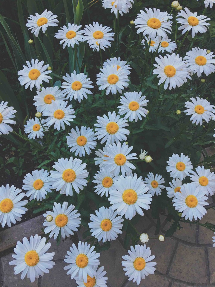 chamomiles