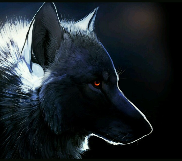 Lobo