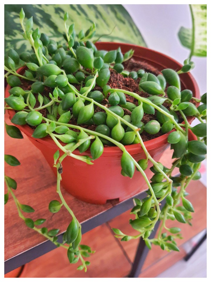 Plant