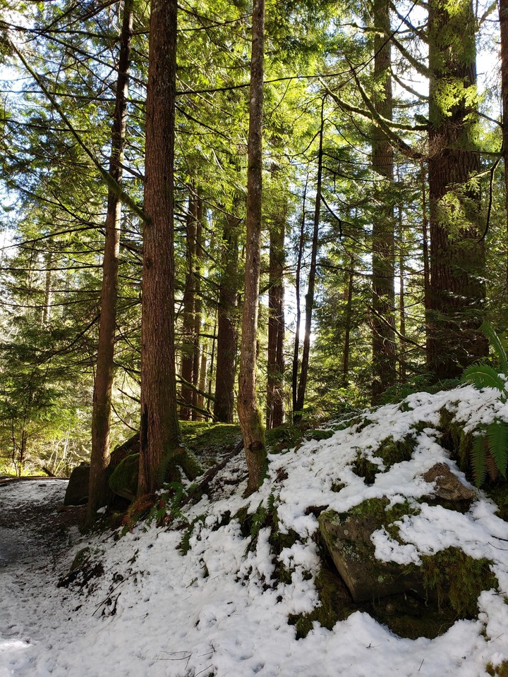tree and snow
