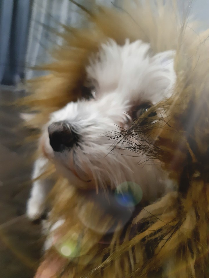 Lion King ?