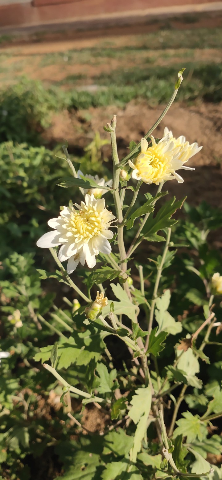 flowers