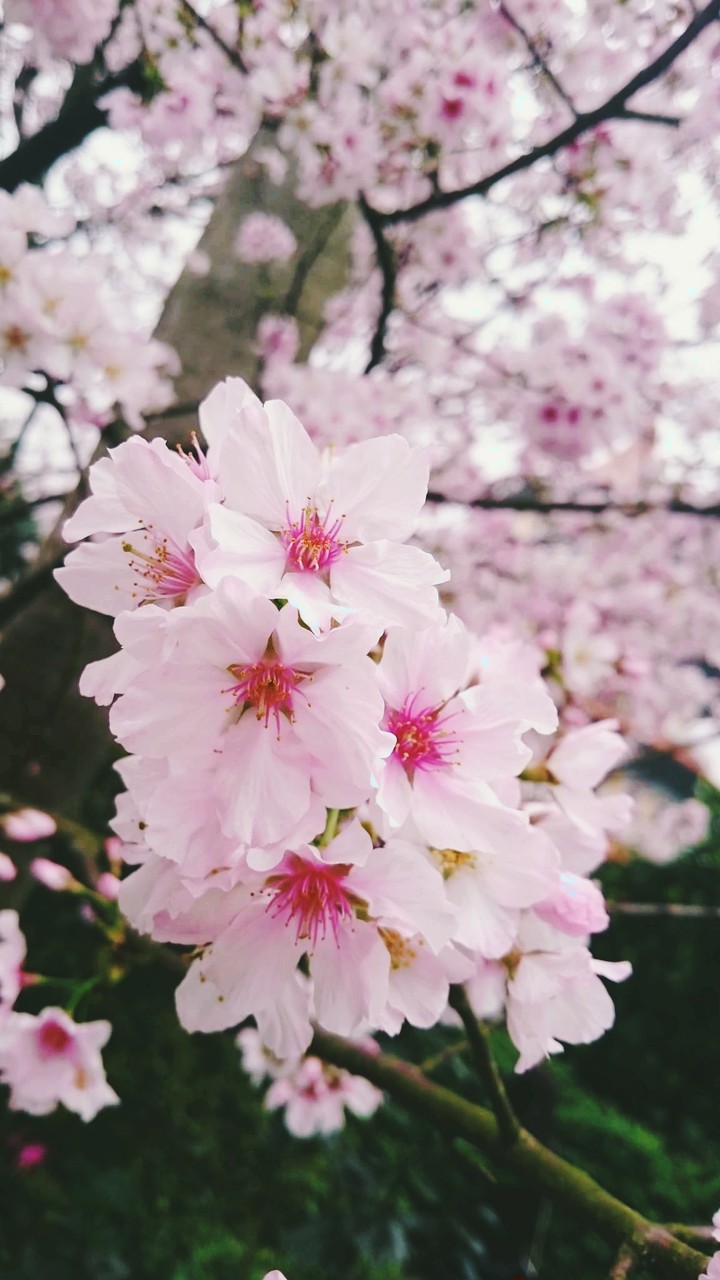 sakura