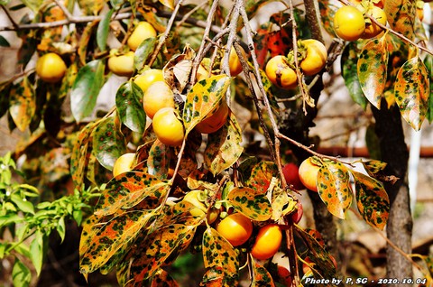 hình nền diospyros, plant