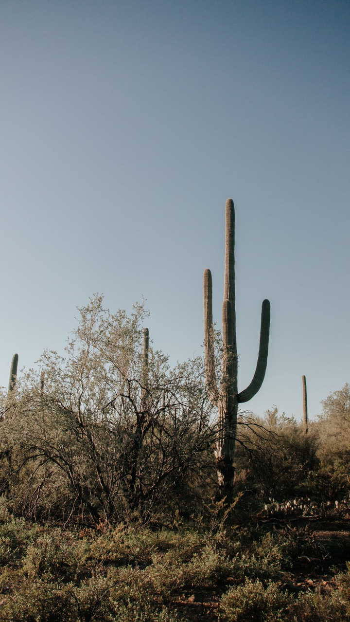 sun