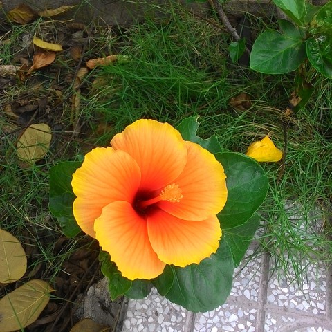 flower