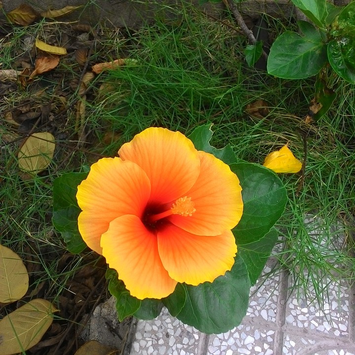 flower